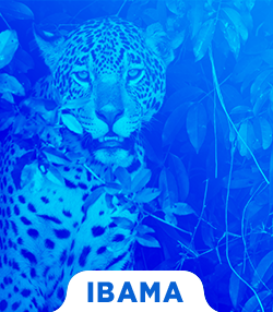 Pacote completo para Técnico Ambiental do IBAMA